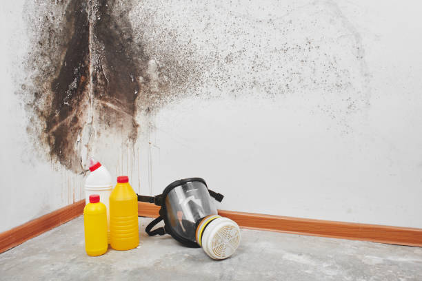 Best Residential Mold Removal  in Ventress, LA