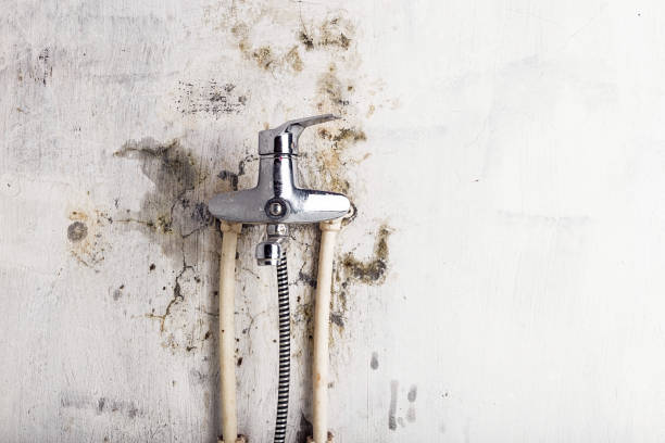 Best Local Mold Removal Service  in Ventress, LA
