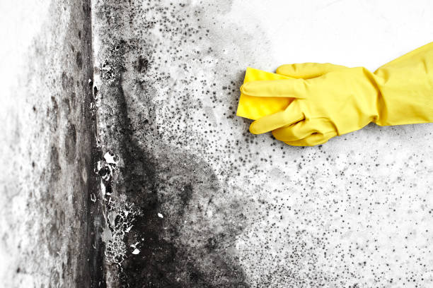 Best Office Mold Removal Services  in Ventress, LA
