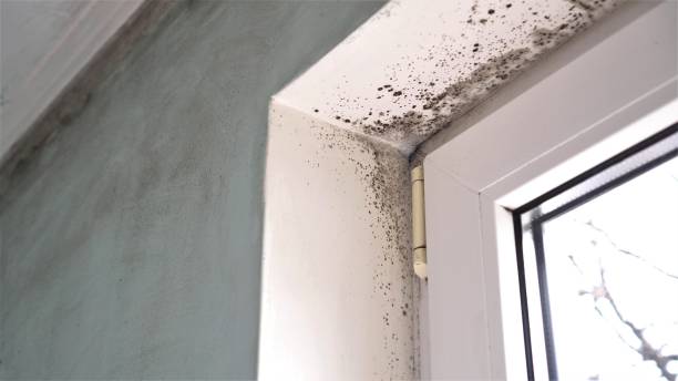 Best Residential Mold Removal  in Ventress, LA