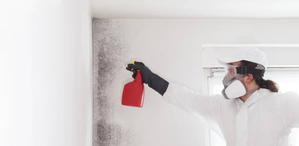 Best Professional Mold Removal  in Ventress, LA