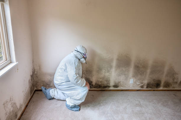 Mold Removal Process in Ventress, LA