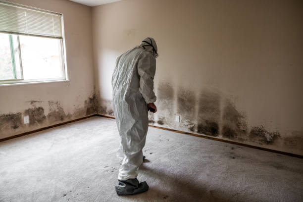 Best Same-Day Mold Removal  in Ventress, LA