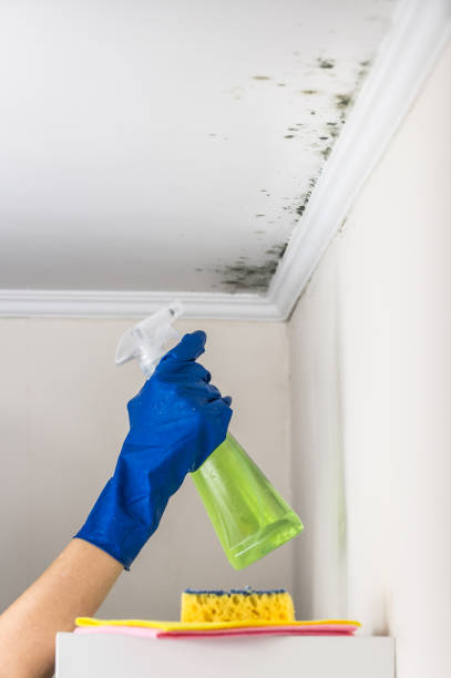 Home Mold Removal in Ventress, LA