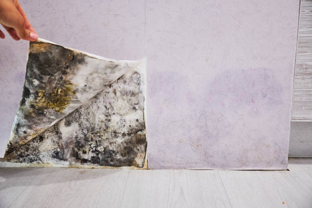 Best Professional Mold Removal  in Ventress, LA